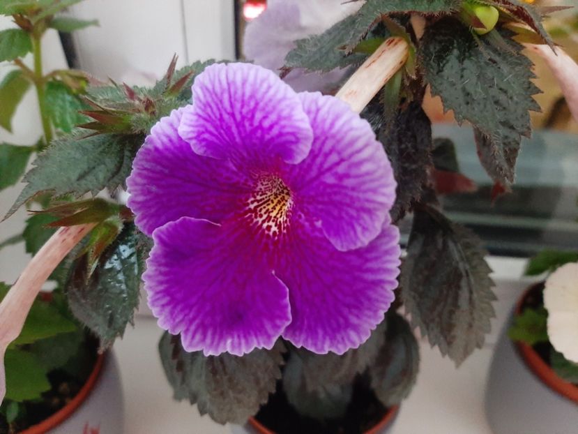  - achimenes-primele incercari