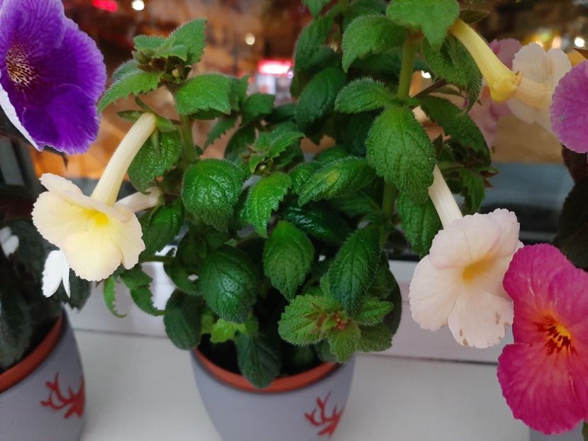  - achimenes-primele incercari