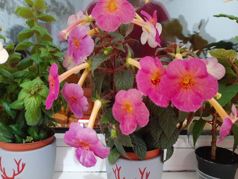  - achimenes-primele incercari