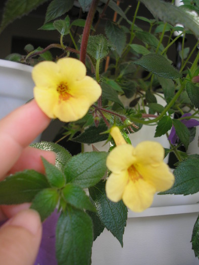 Yellow Beauty - ACHIMENES