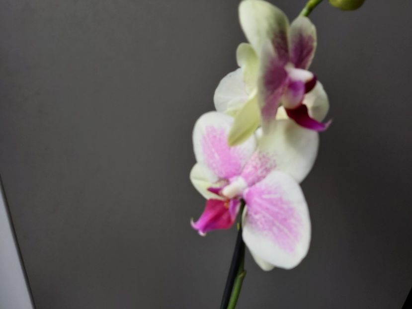  - phalaenopsis