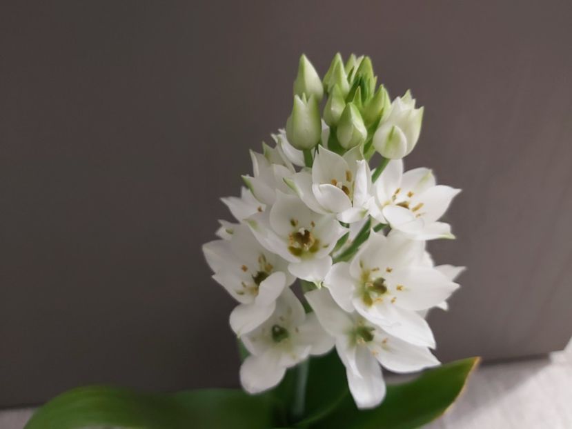  - Ornithogalum tyrsoides Snowflake