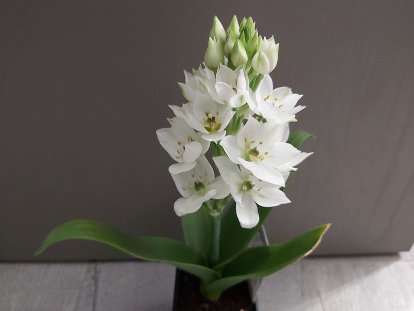  - Ornithogalum tyrsoides Snowflake