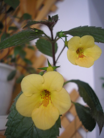 Yellow Beauty - ACHIMENES