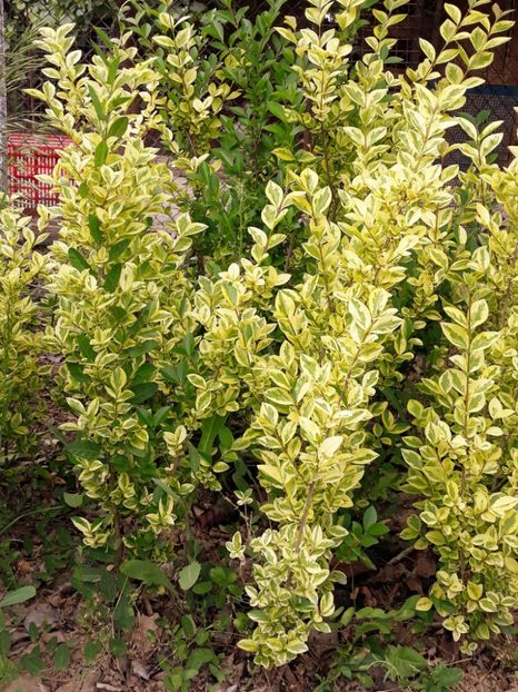  - 0-1 Ligustrum Ovalifolium Variegat Disponibil 2025