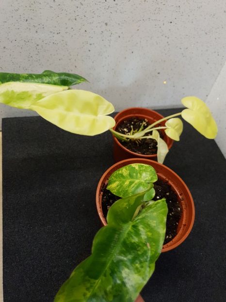 Burle 2 & 3 - Philodendron BURLE MARX VARIEGATED
