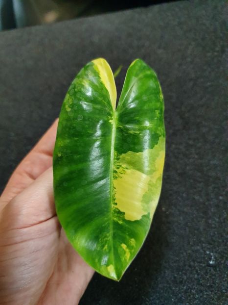 Burle 4 - Philodendron BURLE MARX VARIEGATED