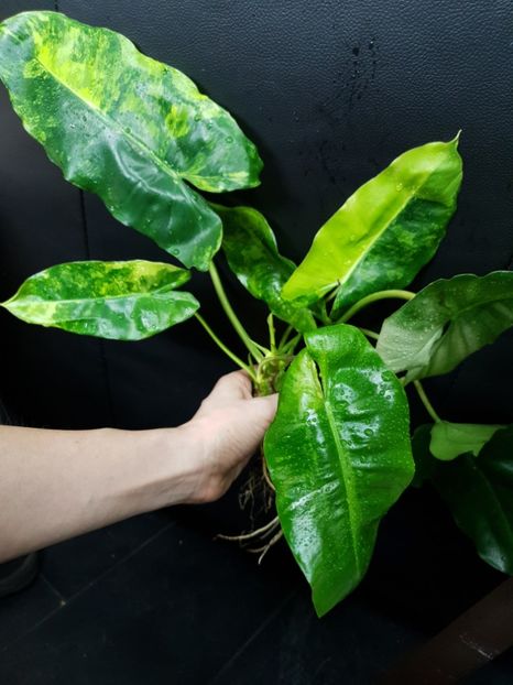 Burle - Mama - Philodendron BURLE MARX VARIEGATED