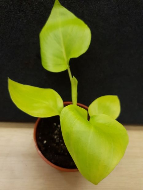 1 - Philodendron SELLOUM GOLD