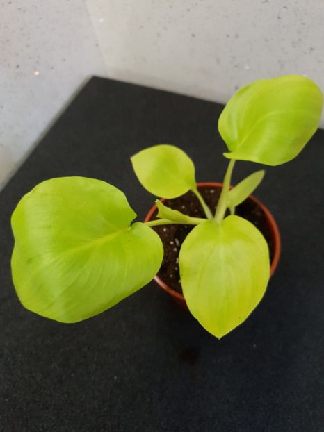 1 - Philodendron SELLOUM GOLD