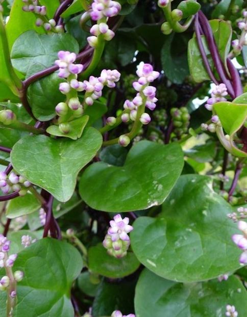  - SEMINTE SPANAC de MALABAR