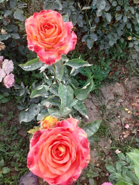  - Gradina 2020-2021