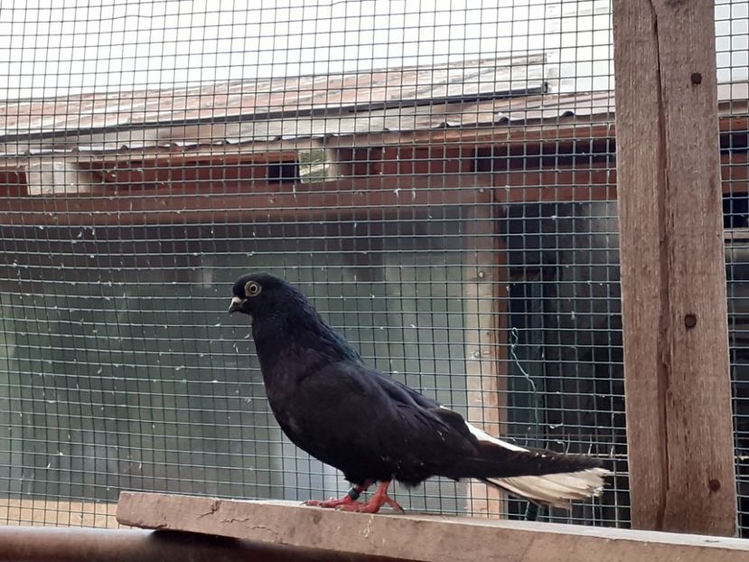  - 6-Negru Codalb Romanesc