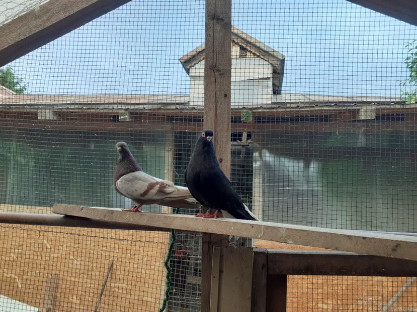  - 6-Negru Codalb Romanesc