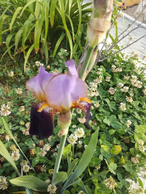  - Irisii din gradina mea