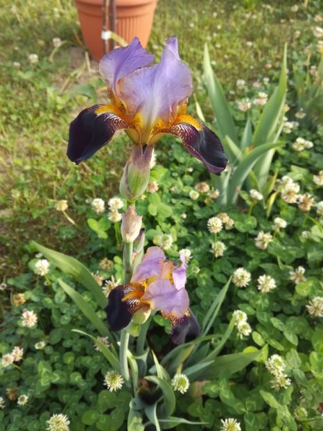  - Irisii din gradina mea