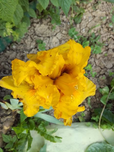  - Irisii din gradina mea