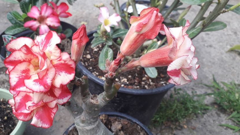  - Adenium