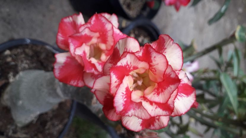  - Adenium