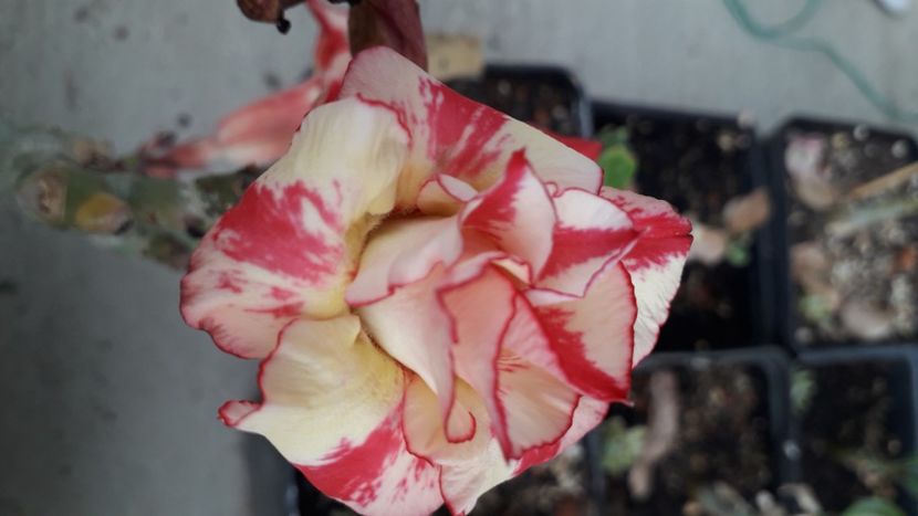  - Adenium