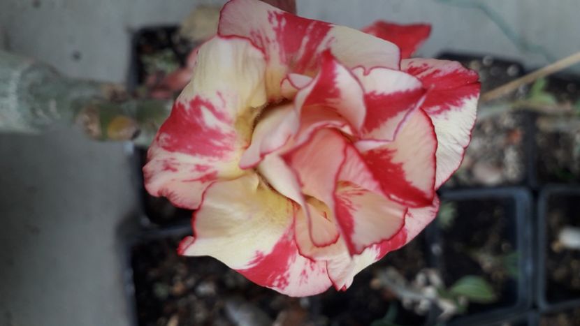  - Adenium
