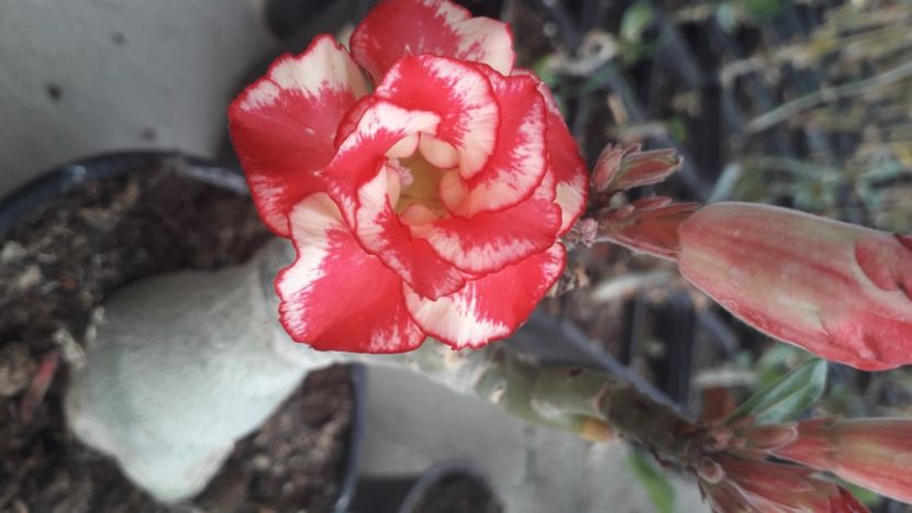  - Adenium