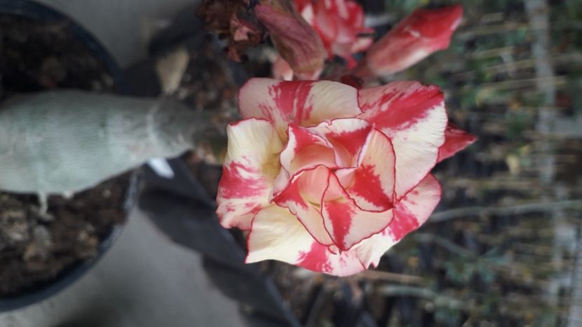  - Adenium