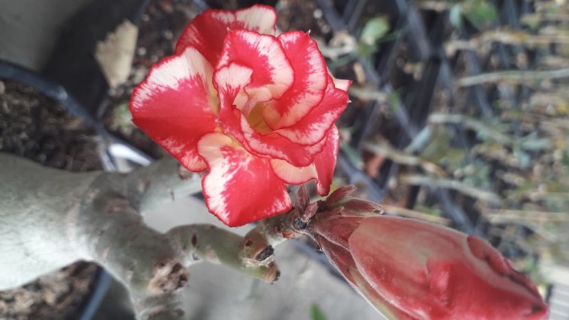  - Adenium