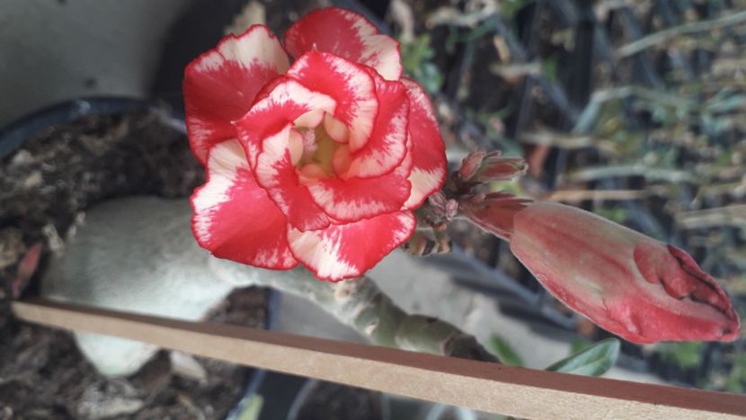  - Adenium