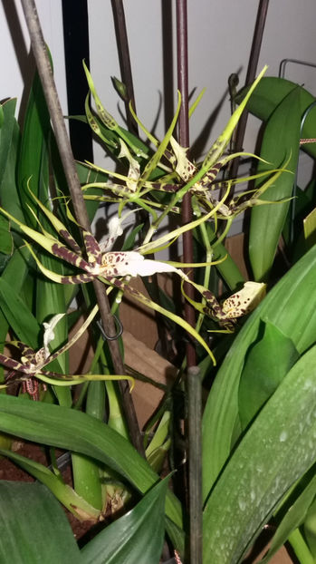 brassia "toscane" - Orhidee_4_simpodiale cu pseudobulbi