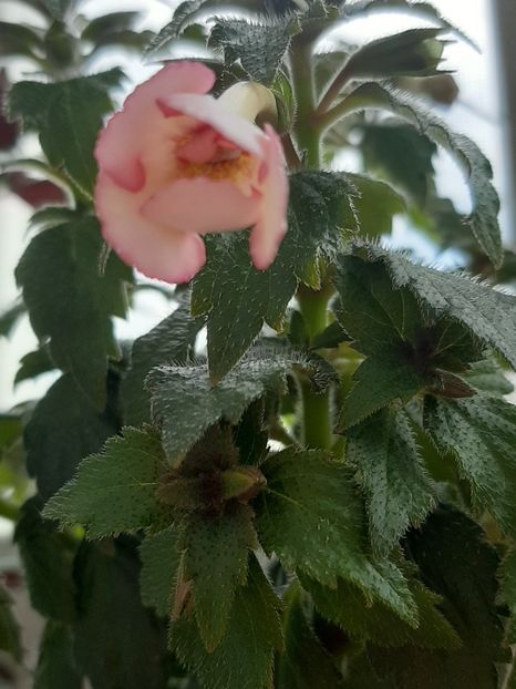 și micuțul amour... - achimenes-primele incercari