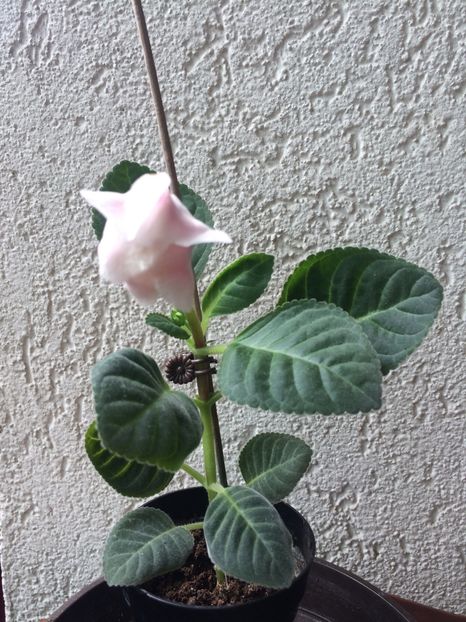 19.06.2020 - Gloxinia 2020