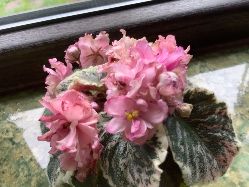 F2617DA0-163E-4E41-B002-00CF4EEAB8E3 - Rebel s Rose Bud