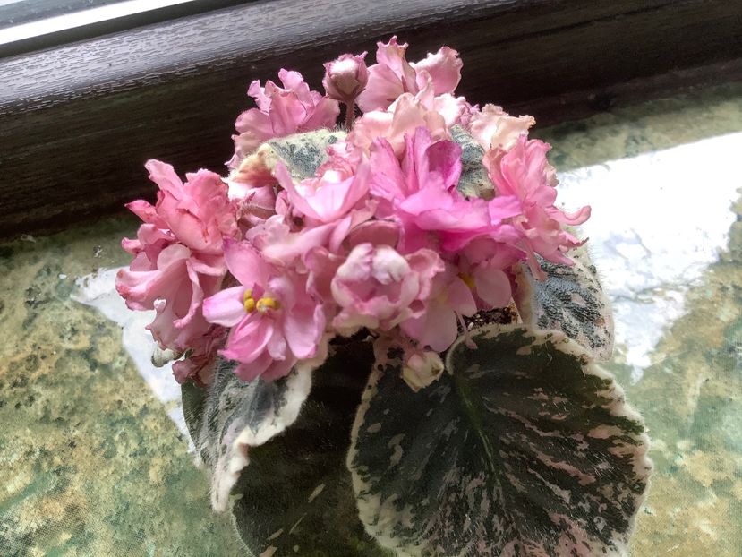 8FE628C2-478D-49C2-A63C-ABF644C703FC - Rebel s Rose Bud