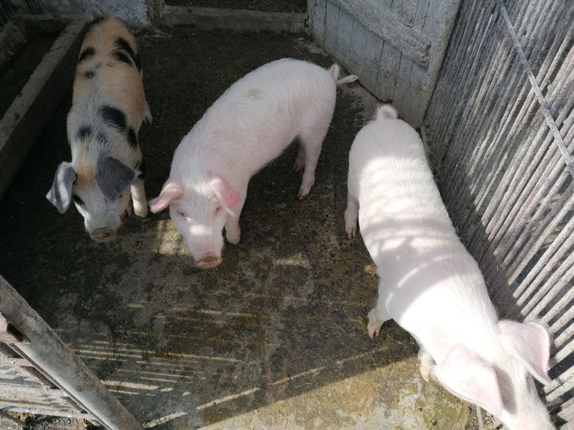  - PORCI 2020