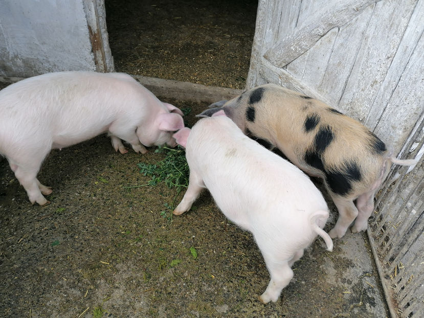  - PORCI 2020