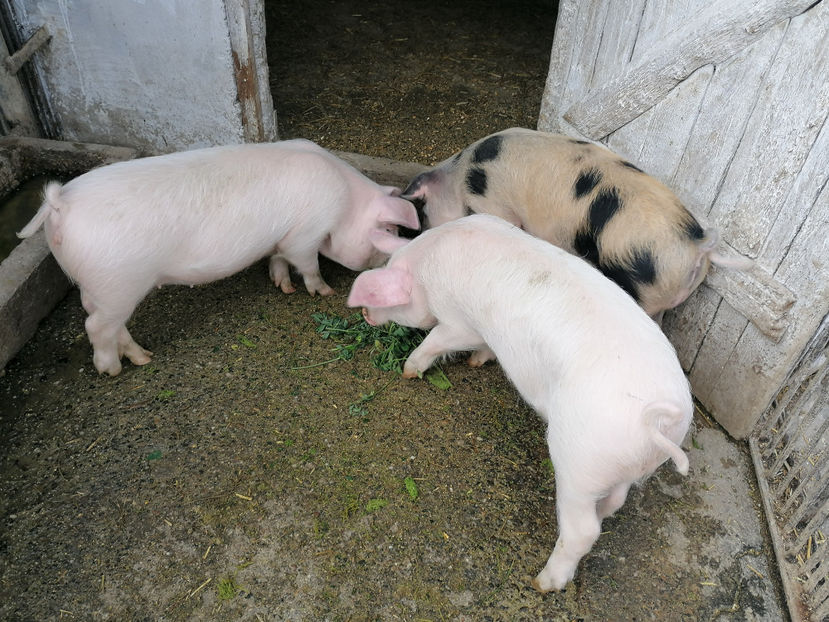  - PORCI 2020