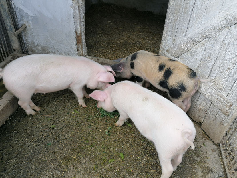  - PORCI 2020