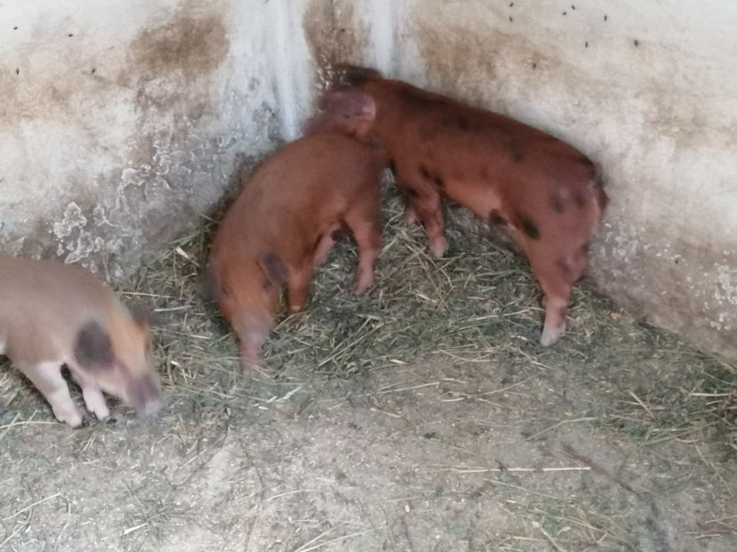  - PORCI 2020