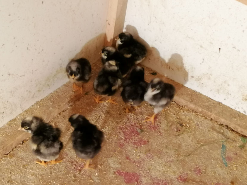  - PUI 2020 ITALIENI SI PLYMUTH