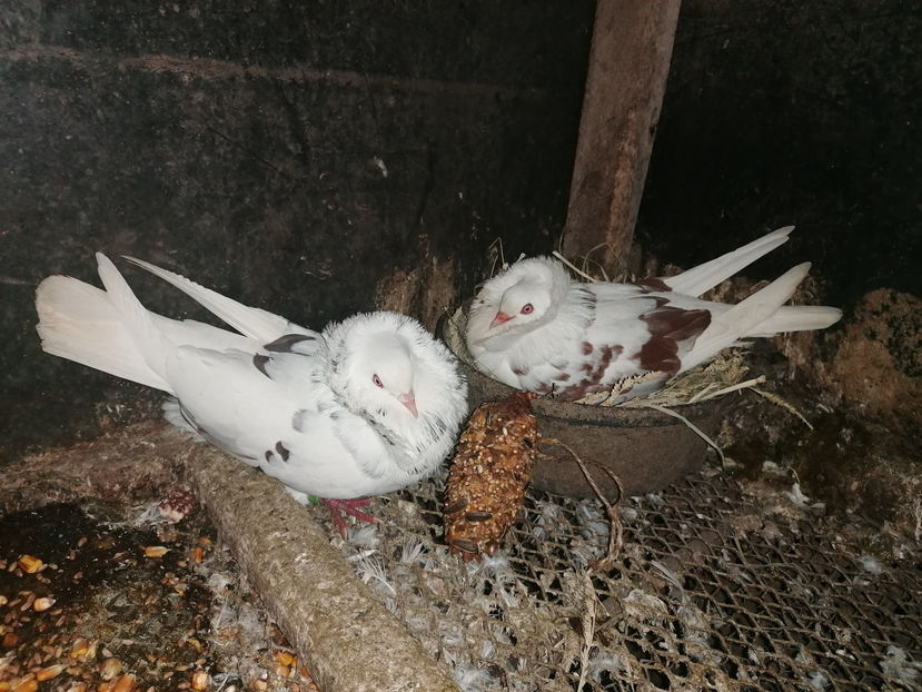  - PORUMBEI CAPUCINI 2020