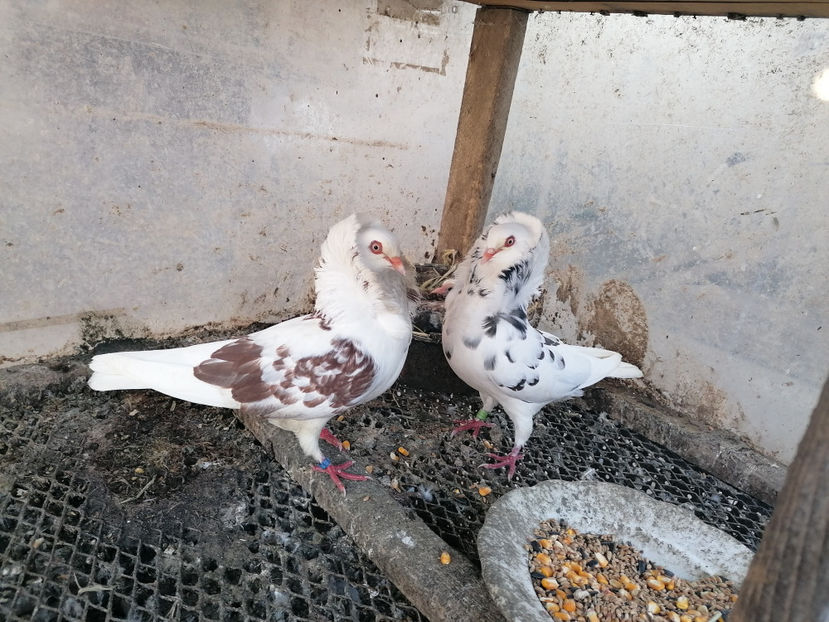  - PORUMBEI CAPUCINI 2020