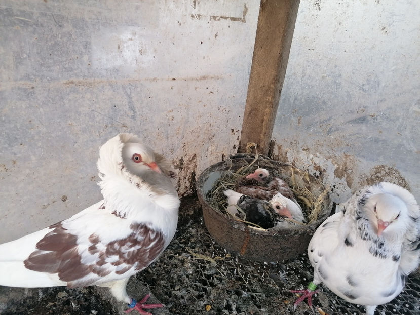  - PORUMBEI CAPUCINI 2020