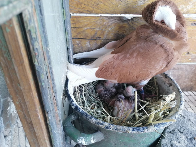  - PORUMBEI CAPUCINI 2020