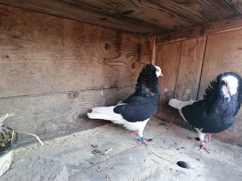  - PORUMBEI CAPUCINI 2020