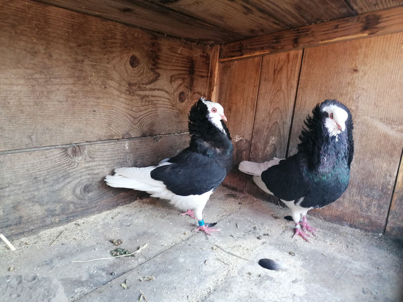  - PORUMBEI CAPUCINI 2020