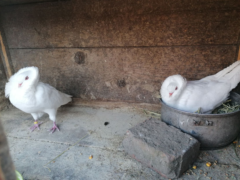  - PORUMBEI CAPUCINI 2020