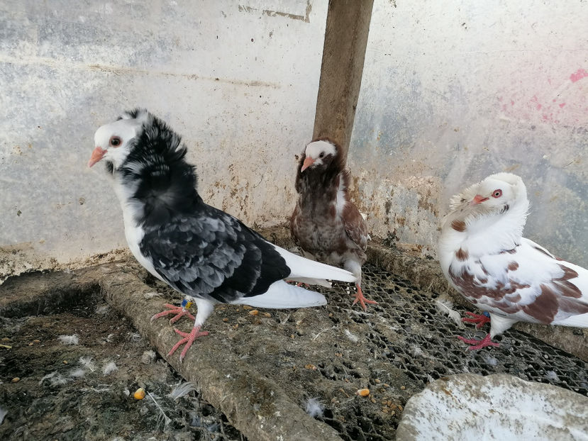  - PORUMBEI CAPUCINI 2020