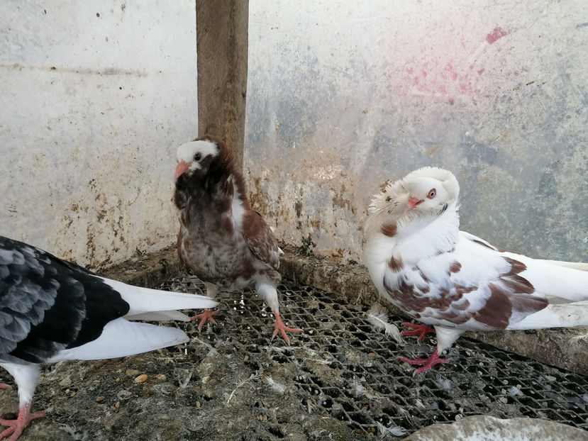  - PORUMBEI CAPUCINI 2020