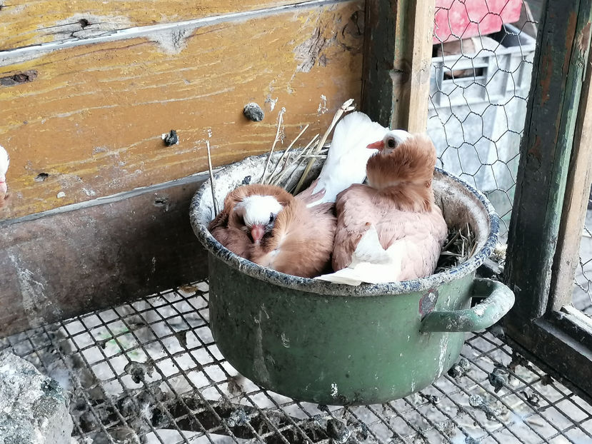  - PORUMBEI CAPUCINI 2020